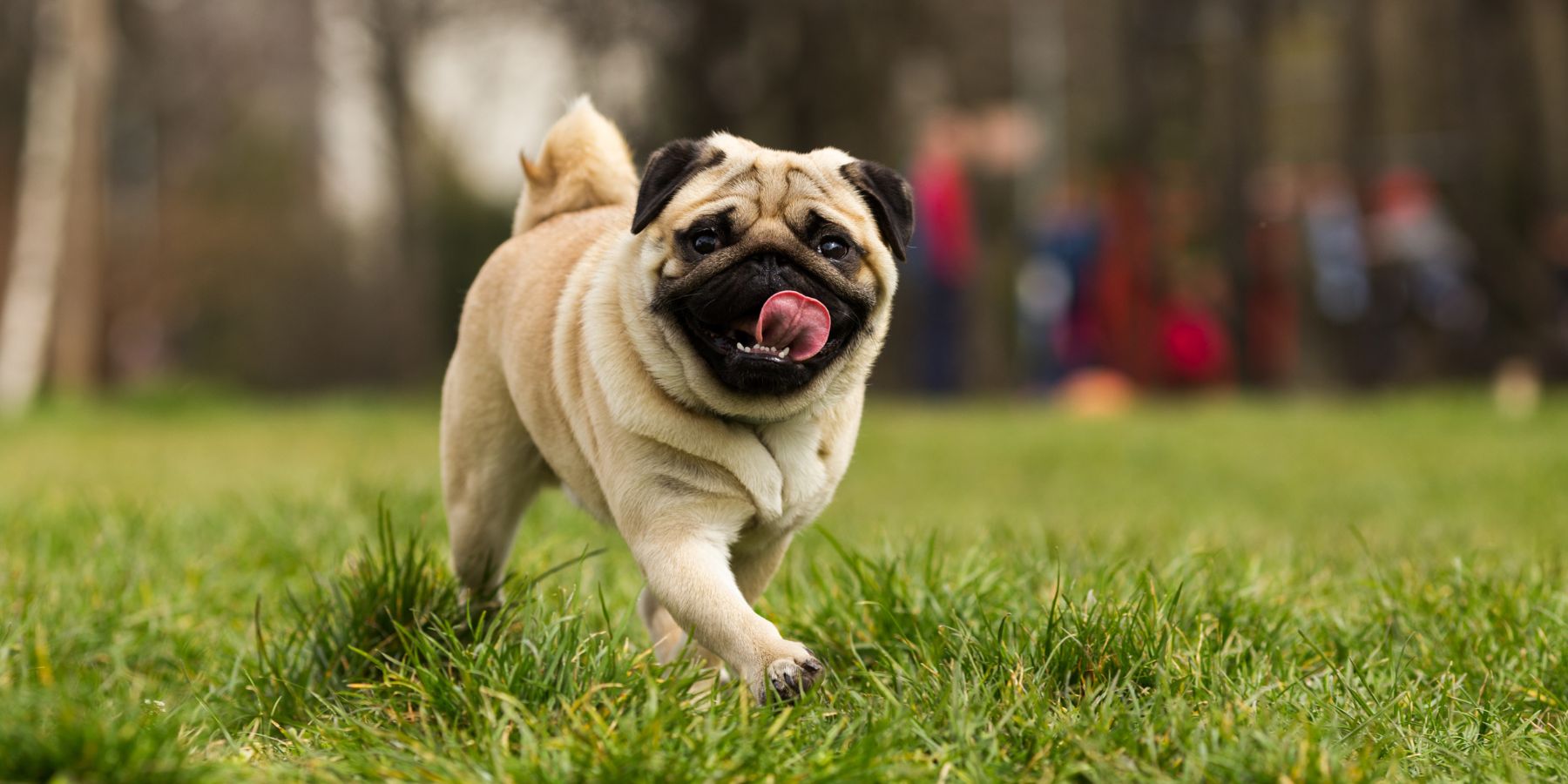 12 Best Dog Training Supplies