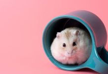 The Benefits of a Sand Bath for Your Hamster