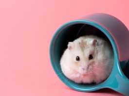 The Benefits of a Sand Bath for Your Hamster